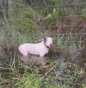 Man Arrested for Abandoning Dog During Hurricane Milton