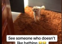 The Hilarious Moment Dog Ran Away to Avert Bathing