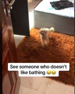 The Hilarious Moment Dog Runs Away to Avert Bathing