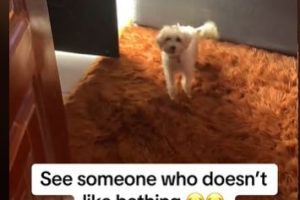 The Hilarious Moment Dog Ran Away to Avert Bathing