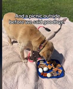 Emotional Moment Family Sends Off Senior Dog