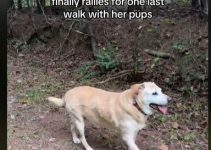 Tears as Dog Takes her Last Walk Before Passing