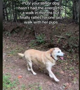 Tears as Dog Takes her Last Walk Before Passing