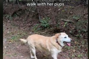 Tears as Dog Takes her Last Walk Before Passing