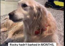 Special Moment Dog Uttered His Final Bark Before Euthanasia