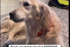 Special Moment Dog Uttered His Final Bark Before Euthanasia