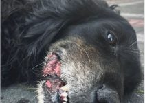 Dog Losses Teeth After Chewing Through Crate to Escape During Flight