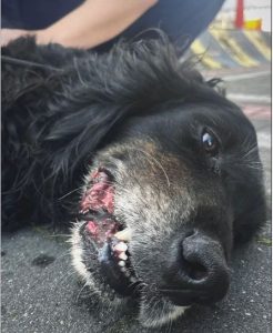 Dog Losses Teeth After Chewing Through Crate to Escape During Flight