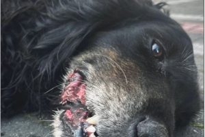 Dog Losses Teeth After Chewing Through Crate to Escape During Flight