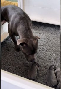 Heartwarming Moment Dad Dog Meets His Newborn Puppies