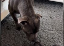 Heartwarming Moment Dad Dog Meets His Newborn Puppies