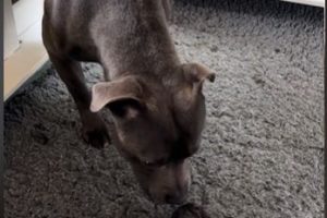 Heartwarming Moment Dad Dog Meets His Newborn Puppies