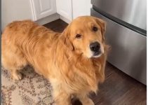 Golden Retriever’s Blinking Communication Skill Captures Hearts