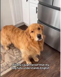 Golden Retriever's Blinking Communication Skill Captures Hearts