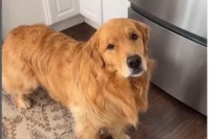 Golden Retriever’s Blinking Communication Skill Captures Hearts