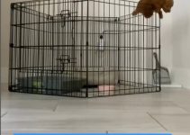 Puppy’s Daring Escape from Cage Stuns Viewers