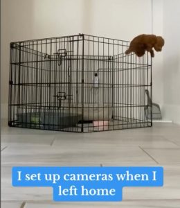 Puppy's Daring Escape from Cage Stuns Viewers