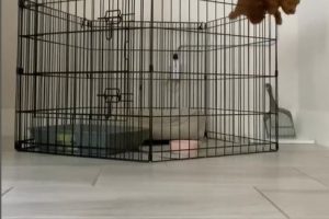 Puppy’s Daring Escape from Cage Stuns Viewers