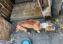 Three Chained Dogs Rescued from Neglected Shelter