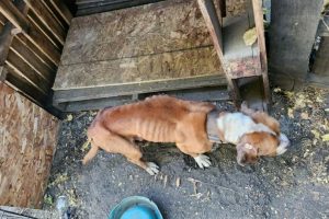 Three Chained Dogs Rescued from Neglected Shelter