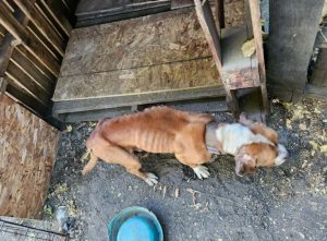 Three Chained Dogs Rescued from Neglected Shelter