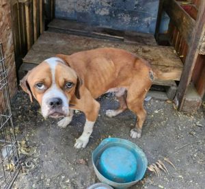 Three Chained Dogs Rescued from Neglected Shelter