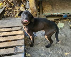 Three Chained Dogs Rescued from Neglected Shelter