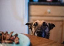 Dog Trying to Get Food off Counter Sets Kitchen on Fire