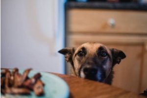 Dog Trying to Get Food off Counter Sets Kitchen on Fire