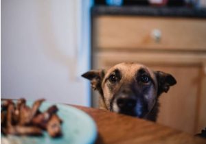 Dog Trying to Get Food off Counter Sets Kitchen on Fire