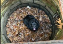 Mischievous Dog Rescued from Drain Basin