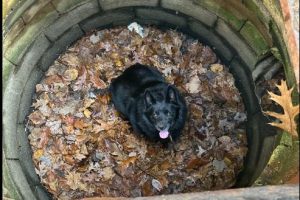 Mischievous Dog Rescued from Drain Basin