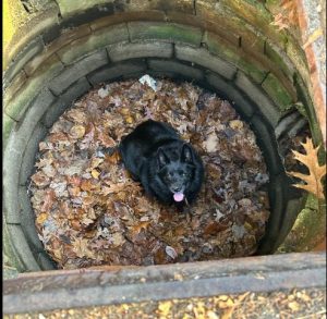 Mischievous Dog Rescued from Drain Basin