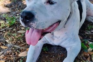 WWE Superstar Dave Bautista Mourns the Loss of his Dog, Ollie