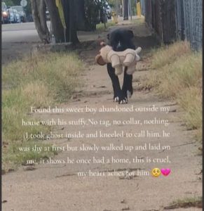 Abandoned Dog Found Clinging to Stuffy Toy