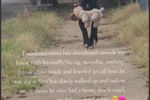 Abandoned Dog Found Clinging to Stuffy Toy