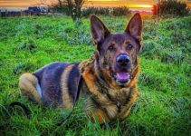 Retired Police Dog Rescues Missing Man on First Walk After Surgery