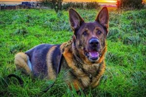 Retired Police Dog Rescues Missing Man on First Walk After Surgery