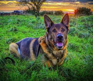 Retired Police Dog Rescues Missing Man on First Walk After Surgery