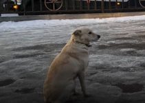 Dog Found Sitting Beside Frozen River Waiting for Drowned Owner to Return