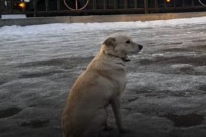 Dog Found Sitting Beside Frozen River Waiting for Drowned Owner to Return