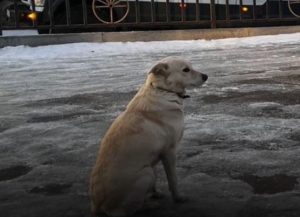 Dog Found Sitting Beside Frozen River Waiting for Drowned Owner to Return