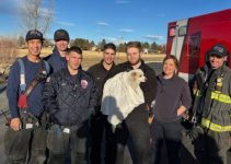 Two ‘Mischievous Dogs’ Rescued After Falling Through Ice