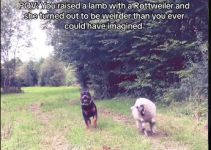 Lamb Raised With Rottweiler Turns Out ‘Weirder’ Than Imagined