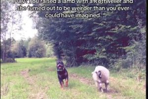 Lamb Raised With Rottweiler Turns Out ‘Weirder’ Than Imagined