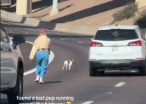 Woman Rescues Lost Dog from Busy Highway