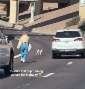 Woman Rescues Lost Dog from Busy Highway