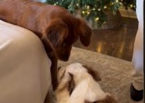 Dog’s Unique Way of Communicating with Deaf Sibling Intrigues Viewers