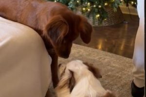 Dog’s Unique Way of Communicating with Deaf Sibling Intrigues Viewers