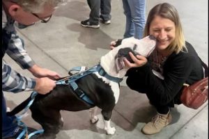 Dog Who Spent 472 Days in Shelter Finds Forever Home